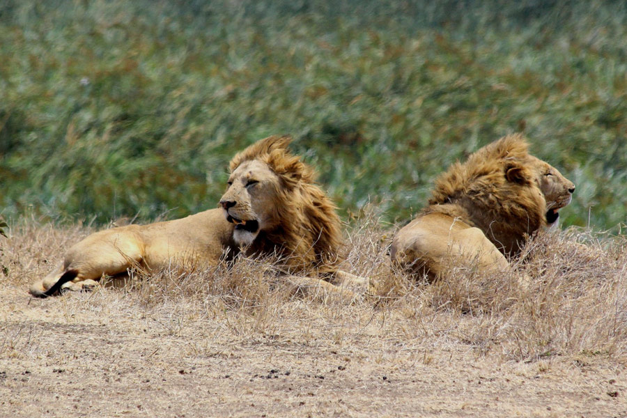Voyage en Tanzanie - Agence de voyage Locale Soaring Flamingo