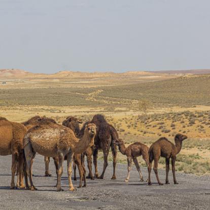 Voyage au Turkménistan - Agence de Voyage Locale Owadan Tourism