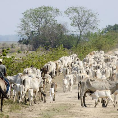 Voyage au Venezuela - Agence de Voyage Locale Tucaya