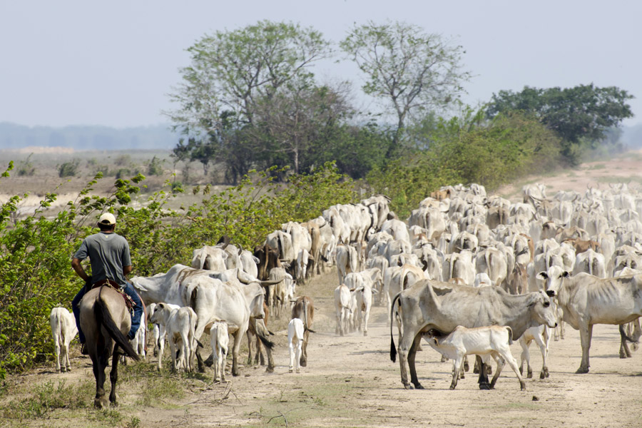 Voyage au Venezuela - Agence de Voyage Locale Tucaya