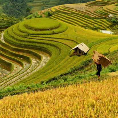 Voyage au Vietnam - Agence de Voyage Locale Altaï Vietnam