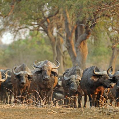 Voyage en Zambie - Agence de Voyage Locale Biwakwango