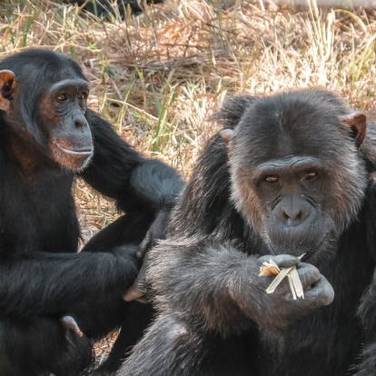 Voyage en Zambie - Agence de Voyage Locale Sikiliza