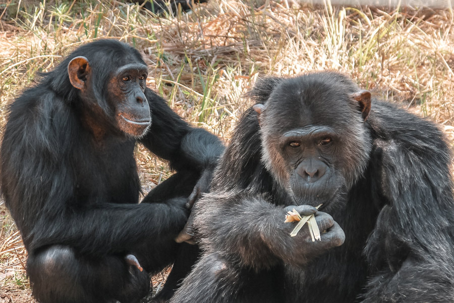 Voyage en Zambie - Agence de Voyage Locale Sikiliza