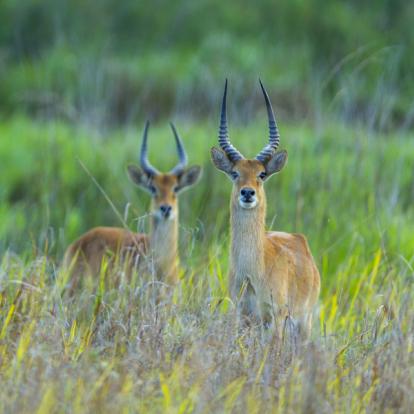Voyage en Zambie - Agence de Voyage Locale Sikiliza