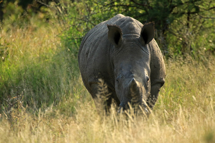 Voyage au Zimbabwe - Agence de Voyage Locale Sikiliza Zimbabwe