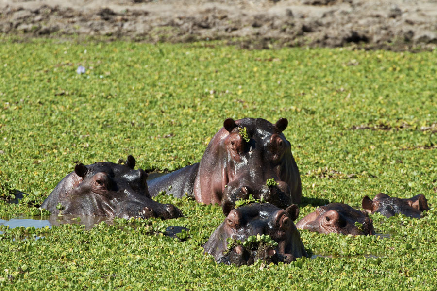 Voyage au Zimbabwe - Agence de Voyage Locale Sikiliza Zimbabwe