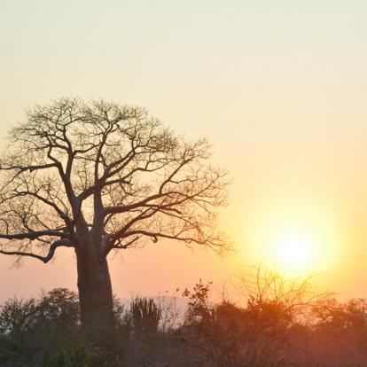 Voyage au Zimbabwe - Agence de Voyage Locale Zazu Voyage