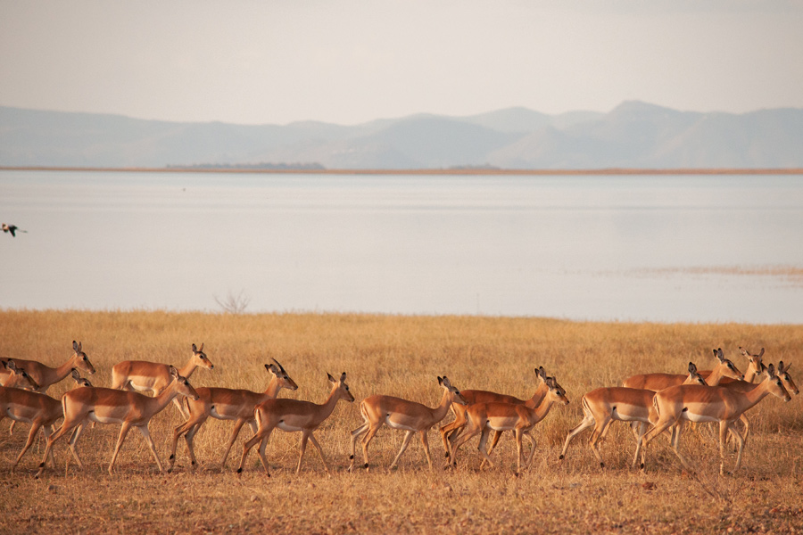 Voyage au Zimbabwe - Agence de Voyage Locale Zazu Voyage