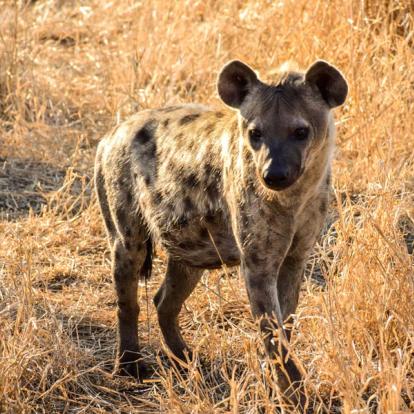 Voyage au Zimbabwe - Agence de Voyage Locale Zazu Voyage