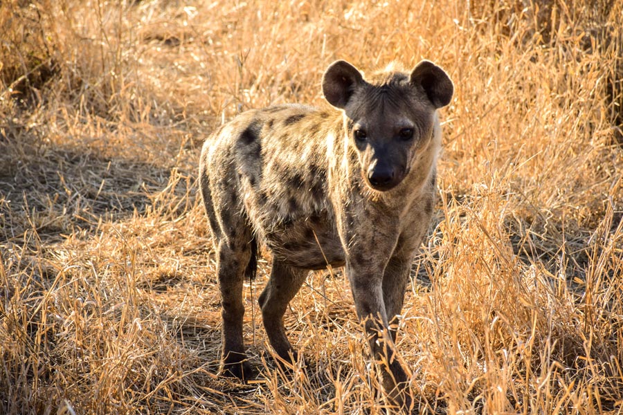 Voyage au Zimbabwe - Agence de Voyage Locale Zazu Voyage
