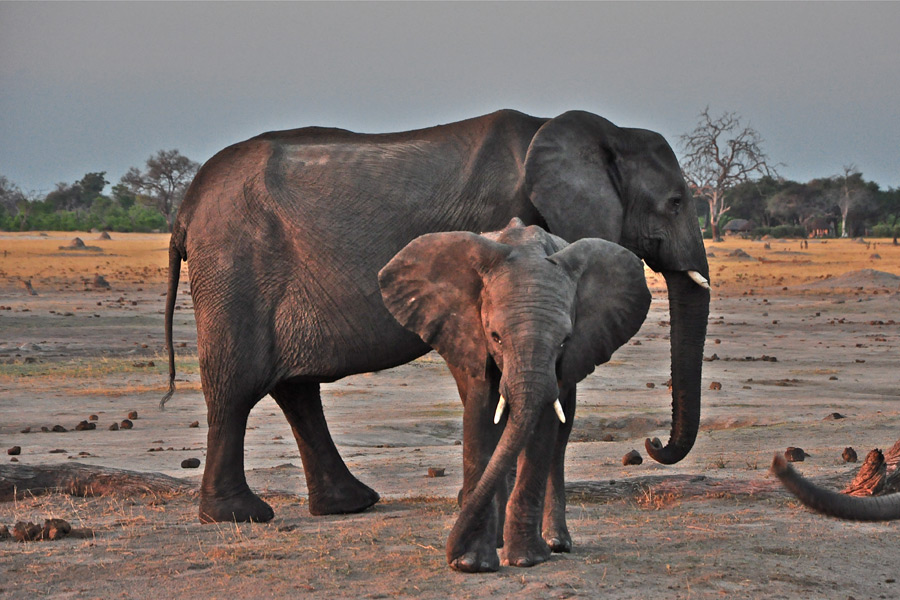 Voyage au Zimbabwe - Agence de Voyage Locale Zazu Voyage