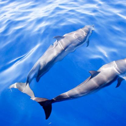 Martinique Voyage en Martinique - Agence de Voyage Locale TropicMe