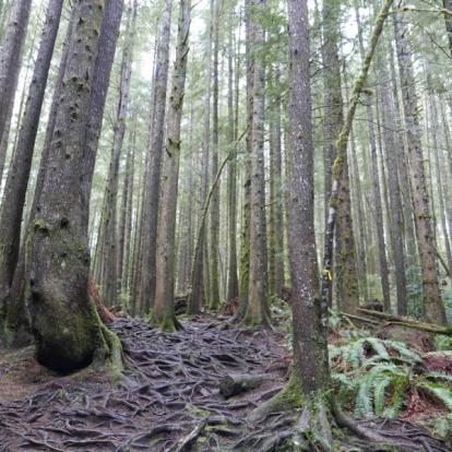 Colombie-Britannique - Forêt pluviale Voyage au Canada Sur Mesure - Agence de Voyage Terra Canada