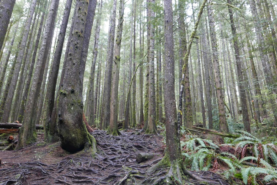 Colombie-Britannique - Forêt pluviale Voyage au Canada Sur Mesure - Agence de Voyage Terra Canada