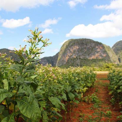 Voyage à Cuba - Agence de Voyage Locale Cuba Autrement