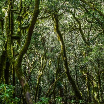 Voyage aux Canaries - Agence de Voyage Locale Altaï Canarias