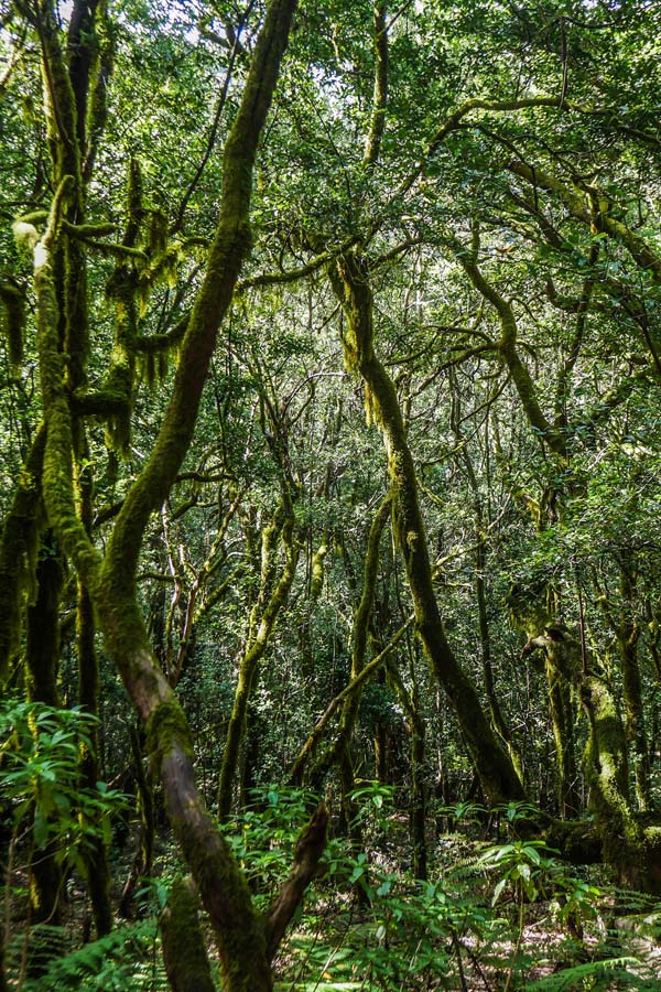 Voyage aux Canaries - Agence de Voyage Locale Altaï Canarias