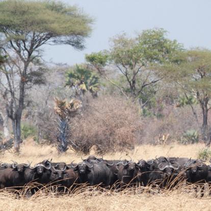 Voyage en Tanzanie - Agence de Voyage Locale Hippotours & Safari Ltd