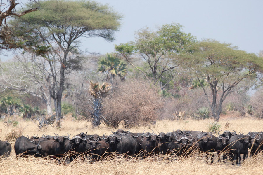 Voyage en Tanzanie - Agence de Voyage Locale Hippotours & Safari Ltd