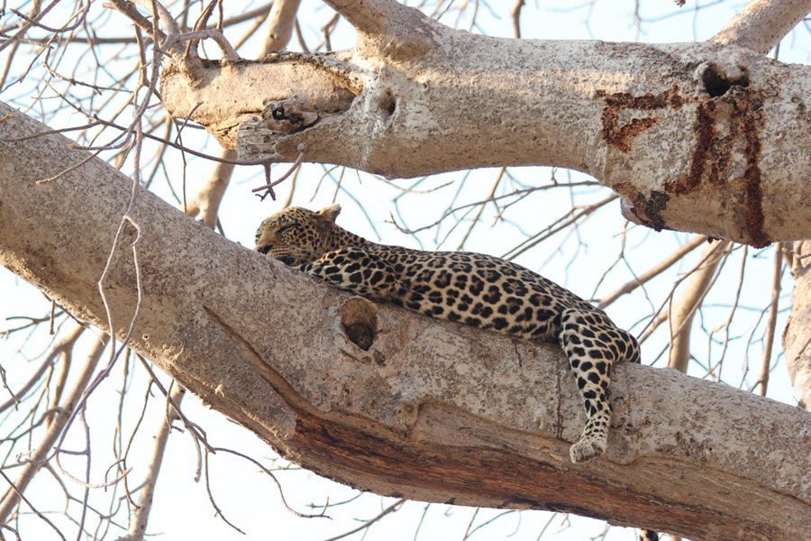 Voyage en Tanzanie - Agence de Voyage Locale Hippotours & Safari Ltd