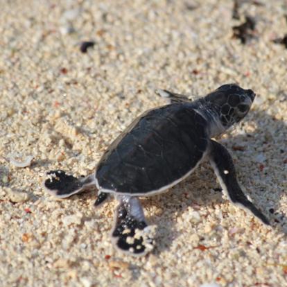 Voyage en Tanzanie - Agence de Voyage Locale Hippotours & Safari Ltd