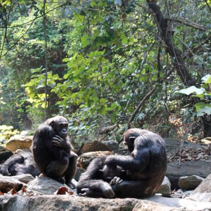 Voyage en Tanzanie - Agence de Voyage Locale Hippotours & Safari Ltd