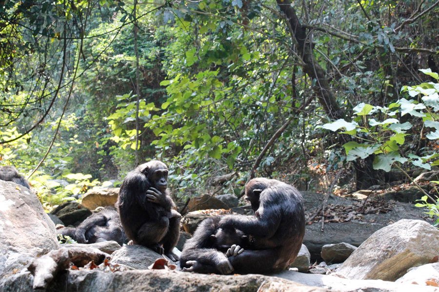 Voyage en Tanzanie - Agence de Voyage Locale Hippotours & Safari Ltd