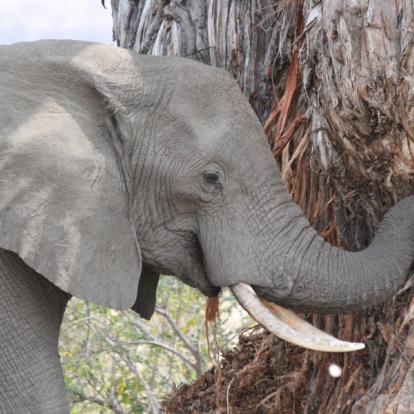 Voyage en Tanzanie - Agence de Voyage Locale Hippotours & Safari Ltd