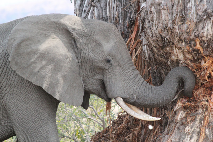 Voyage en Tanzanie - Agence de Voyage Locale Hippotours & Safari Ltd