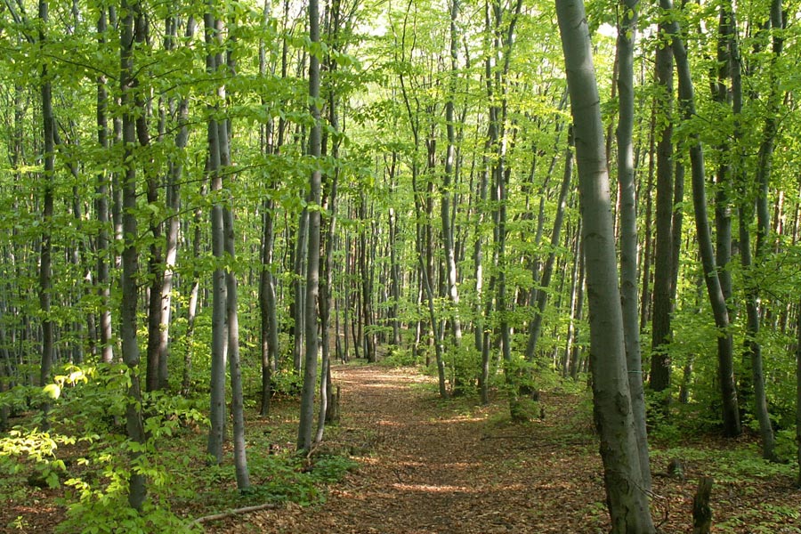 Agence de Voyage Locale en Espagne - Altaï Espana