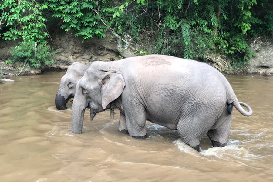 Voyage en Thailande - Agence de Voyage Locale Siam as Iam