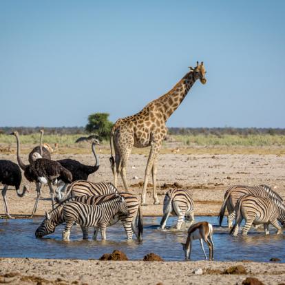 Voyage en Namibie - Agence de Voyage Locale SA Travellers