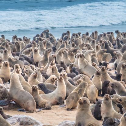 Voyage en Namibie - Agence de Voyage Locale SA Travellers