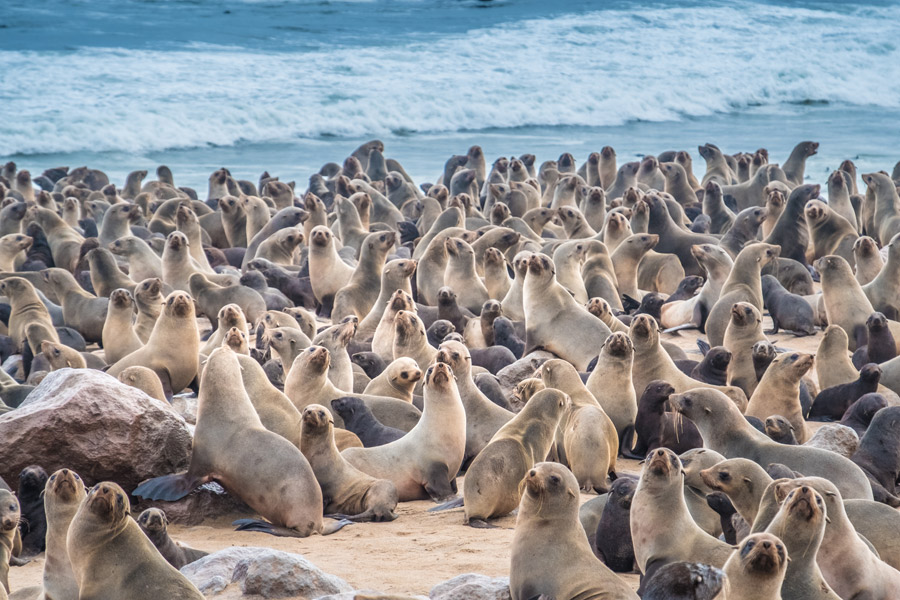 Voyage en Namibie - Agence de Voyage Locale SA Travellers