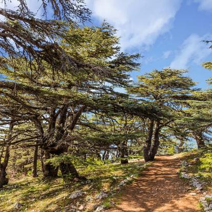 Réserve Naturelle des Cèdres d'Al Shouf Barouk Voyage au Liban - Agence de Voyage Locale Travel Sense