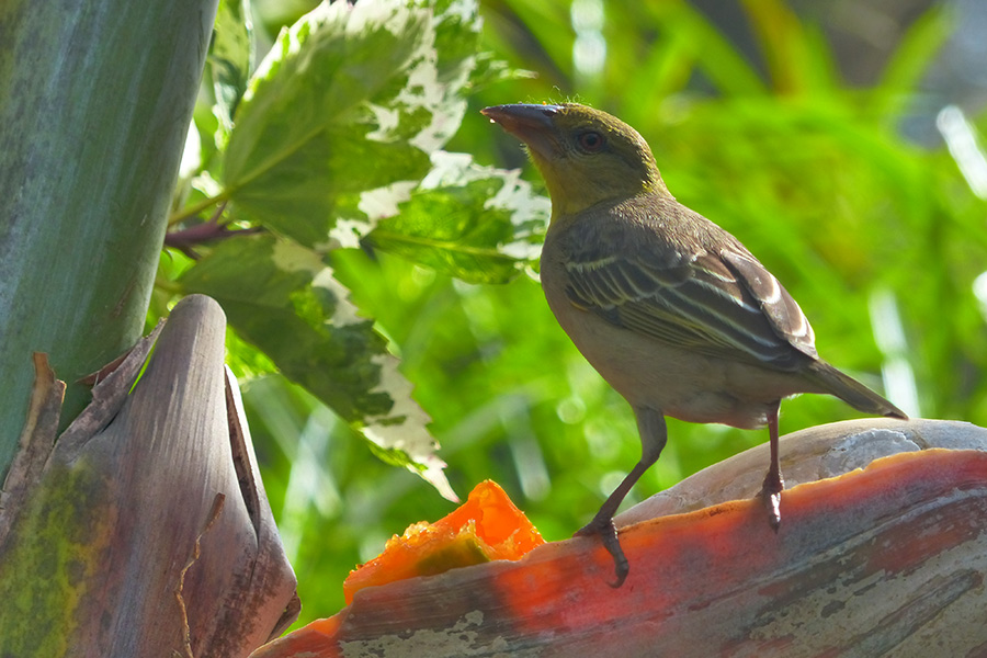 Voyage en Casamance - Agence de Voyage Locale Casamance Enchantée