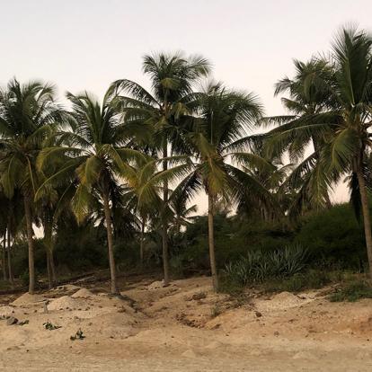 Voyage en Casamance - Agence de Voyage Locale Casamance Enchantée