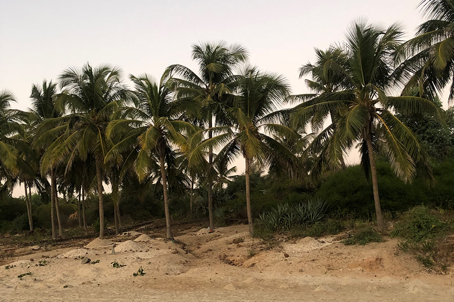 Voyage en Casamance - Agence de Voyage Locale Casamance Enchantée