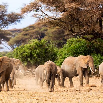 Voyage au Kenya - Agence de Voyage Locale Terra Africa