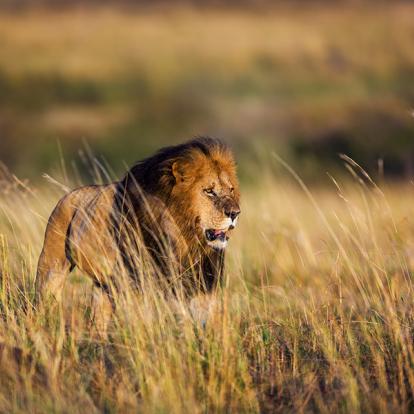 Voyage au Kenya - Agence de Voyage Locale Terra Africa