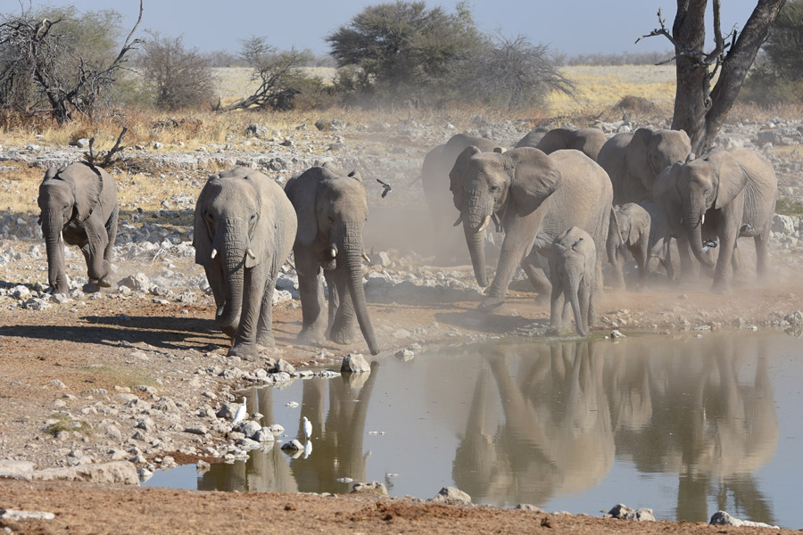Voyage en Namibie - Agence de Voyage Infinite Horizons Safaris