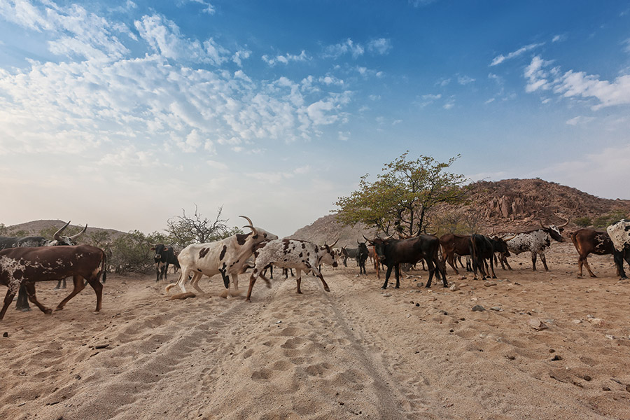 Voyage en Angola- Agence de Voyage Locale Explora Palanca Safaris