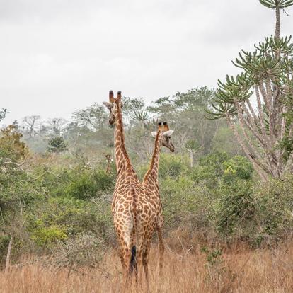 Parc National Quiçama Voyage en Angola- Agence de Voyage Locale Explora Palanca Safaris