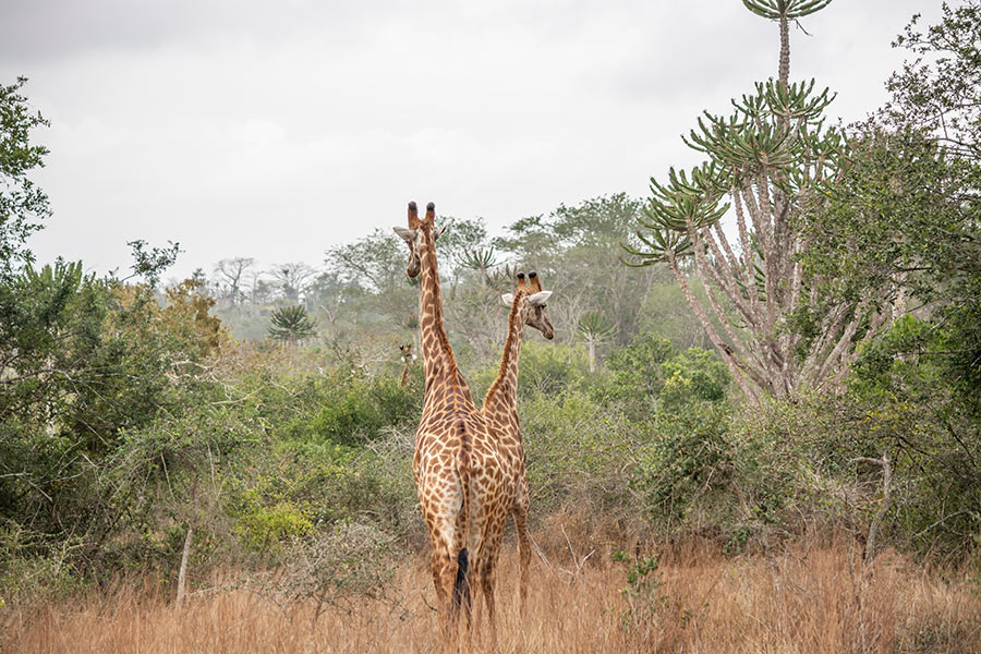 Voyage en Angola- Agence de Voyage Locale Explora Palanca Safaris