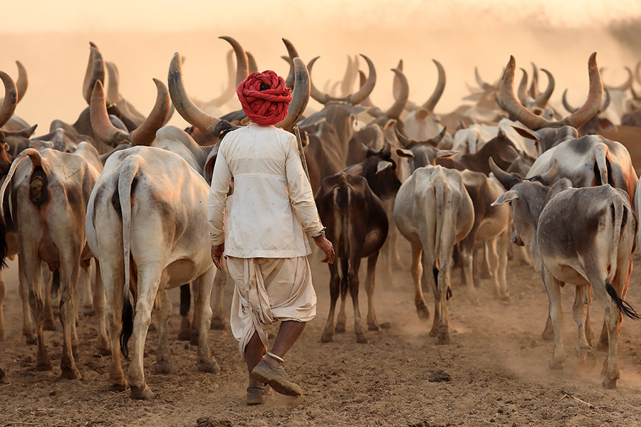 Voyage en Inde - Agence de Voyage Namaskar india tour