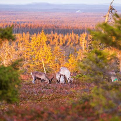 Voyage en Finlande - Agence de Voyage Nordic Unique Travels