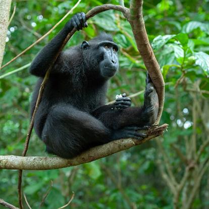 Sulawesi - Macaque à crête des Célèbes (Macaca nigra), Tangkoko Voyage en Indonésie - Agence de Voyage Gloria Tours