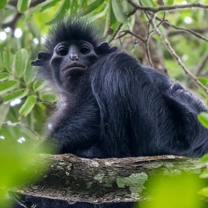 Voyage au Gabon- Agence de Voyage RV-Gabon Expeditions