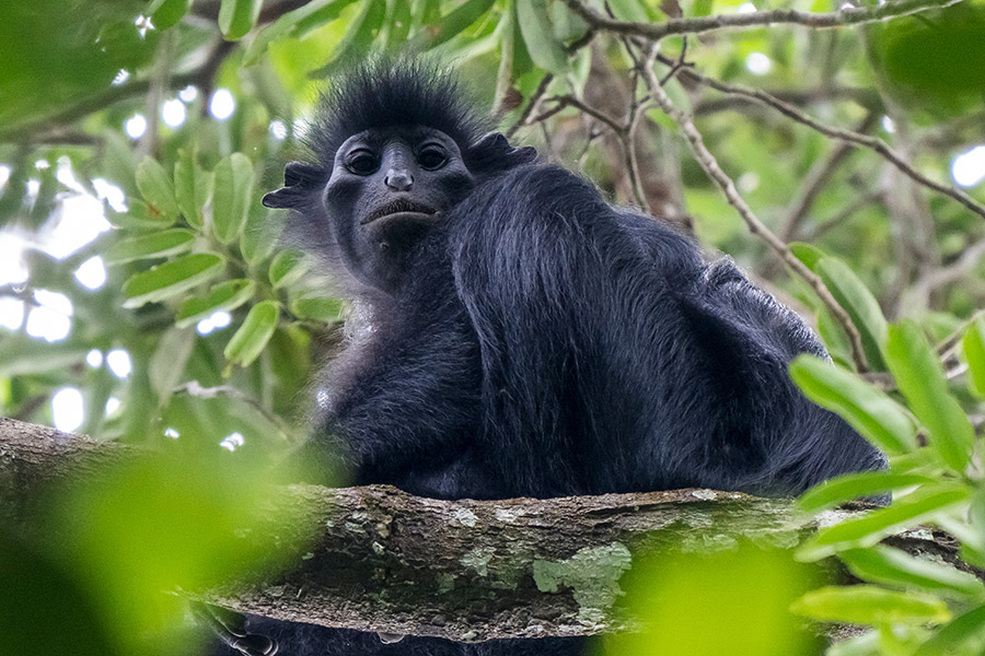 Voyage au Gabon- Agence de Voyage RV-Gabon Expeditions